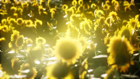 Sonnenblumen-Blühen-Im-Spätsommer